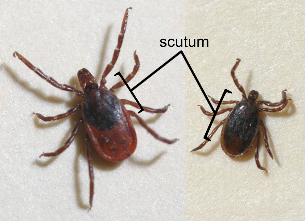 Male And Female Tick Comparison 